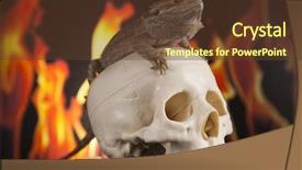  Presentation with agama - Slides with lizard fire agama on black background and a  colored foreground