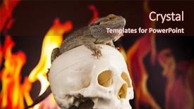  Presentation with agama - Amazing PPT theme having lizard fire agama on black backdrop and a  colored foreground