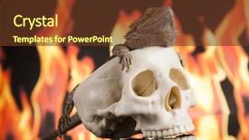  Presentation with agama - Amazing slide deck having lizard fire agama on black backdrop and a  colored foreground