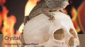  Presentation with agama - Cool new theme with lizard fire agama on black backdrop and a  colored foreground