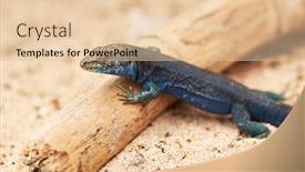  Presentation with island - Audience pleasing presentation theme consisting of lizard-from-cabrera-island-podarcis backdrop and a lemonade colored foreground