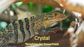  Presentation with costa rica - Slides consisting of lizard in a forest costa background and a tawny brown colored foreground