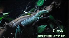  Presentation with branch - Audience pleasing PPT layouts consisting of lizard in the terrarium backdrop and a wine colored foreground