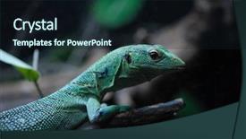  Presentation with branch - Cool new theme with lizard in the terrarium backdrop and a wine colored foreground