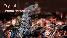  Presentation with woods - Presentation theme with lizard-in-the-woods background and a wine colored foreground