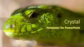  Presentation with eye - Slides with lizard-macro-low-dof-focal background and a tawny brown colored foreground