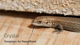  Presentation with reptile - Presentation theme enhanced with lizard-on-a-tree-background background and a coral colored foreground