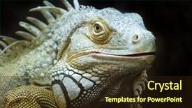  Presentation with black - Audience pleasing presentation consisting of lizard portrait on black background backdrop and a wine colored foreground