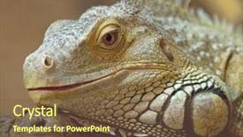  Presentation with brown - Theme featuring lizard portrait on brown background background and a tawny brown colored foreground