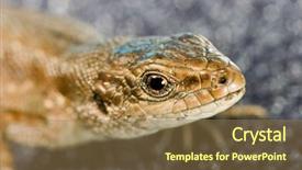  Presentation with dark - Audience pleasing presentation theme consisting of lizard portrait on dark background backdrop and a coral colored foreground