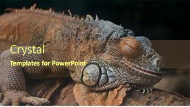  Presentation with rest - Amazing slide set having lizard-rest-on-the-rcok backdrop and a tawny brown colored foreground