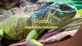  Presentation with tree - Slide set consisting of lizard sitting on a tree background and a tawny brown colored foreground