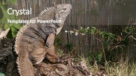  Presentation with cuban - Beautiful slides featuring lizard sitting outside eating flower backdrop and a gray colored foreground