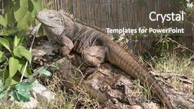  Presentation with cuban - PPT theme enhanced with lizard sitting outside eating flower background and a gray colored foreground