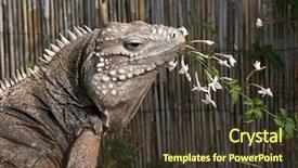  Presentation with cuban - Presentation design consisting of lizard sitting outside eating flower background and a tawny brown colored foreground