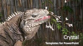  Presentation with cuban - Cool new presentation theme with lizard sitting outside eating flower backdrop and a tawny brown colored foreground