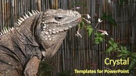  Presentation with cuban - PPT theme consisting of lizard sitting outside eating flower background and a tawny brown colored foreground