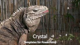  Presentation with cuban - Presentation design featuring lizard sitting outside eating flower background and a tawny brown colored foreground