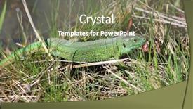  Presentation with spring nature grass - Audience pleasing PPT theme consisting of lizard walk among spring grass backdrop and a gray colored foreground