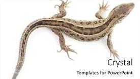  Presentation with water monitor lizard or varanus - Audience pleasing presentation theme consisting of lizard backdrop and a white colored foreground