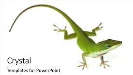  Presentation with water monitor lizard or varanus - PPT layouts consisting of lizard background and a white colored foreground