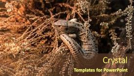 Presentation with zoo - Beautiful theme featuring lizzard-at-the-zoo backdrop and a tawny brown colored foreground