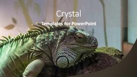  Presentation with zoo - Cool new theme with lizzard-at-the-zoo backdrop and a gray colored foreground
