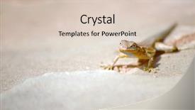  Presentation with sandstone - Cool new presentation theme with lizzard-standing-on-warm-sandstone backdrop and a lemonade colored foreground