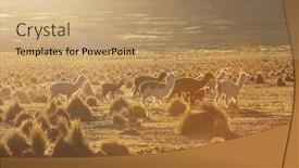  Presentation with mountains - Cool new slide set with llama-in-high-mountains-bolivia backdrop and a coral colored foreground