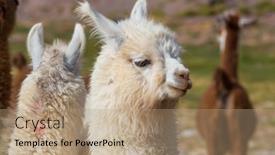  Presentation with remote hearing - Slide deck featuring llama-in-remote-area background and a coral colored foreground