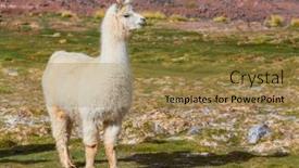  Presentation with remote - Audience pleasing PPT layouts consisting of llama-in-remote-area backdrop and a gold colored foreground