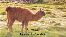  Presentation with remote - Theme having llama-in-remote-area background and a yellow colored foreground