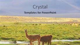  Presentation with remote - Slide set featuring llama-in-remote-area background and a light blue colored foreground