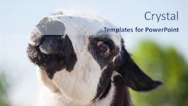  Presentation with remote - Beautiful presentation design featuring llama-in-remote-area backdrop and a sky blue colored foreground