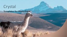  Presentation with remote - Presentation theme enhanced with llama-in-remote-area background and a light blue colored foreground