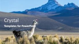  Presentation with remote - PPT theme featuring llama-in-remote-area background and a ocean colored foreground