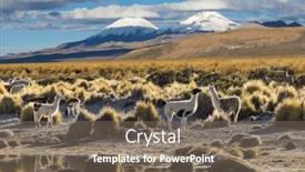  Presentation with remote - PPT theme enhanced with llama-in-remote-area background and a violet colored foreground