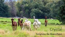  Presentation with breeding - Colorful slides enhanced with llama-is-a-domesticated backdrop and a yellow colored foreground