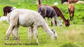  Presentation with breeding - Audience pleasing presentation theme consisting of llama-is-a-domesticated backdrop and a yellow colored foreground