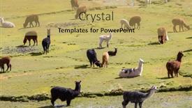  Presentation with study children village - Audience pleasing PPT layouts consisting of llama-near-bolivian-village backdrop and a yellow colored foreground