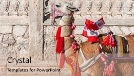  Presentation with animals - Slide deck featuring llama with peruvian flags background and a coral colored foreground