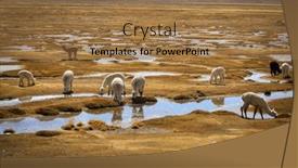  Presentation with peruvian cusines - Slides with llamas-watering-on-a-peruvian background and a coral colored foreground