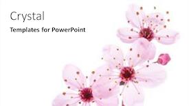  Presentation with pink white - PPT theme featuring llight-pink-cherry-blossoms-sakura background and a white colored foreground