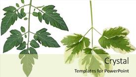  Presentation with botanical - Colorful presentation enhanced with lobes - botanical tomato leaf isolated backdrop and a blonde colored foreground