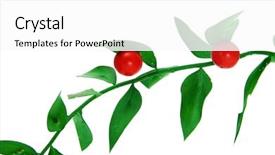  Presentation with butcher - Amazing slide deck having lobes - branch of butcher's broom isolated backdrop and a white colored foreground