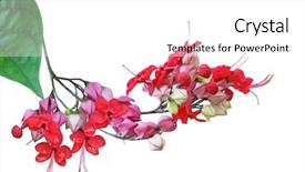  Presentation with congestive heart failure - Theme featuring lobes - clerodendrum thomsoniae bleeding heart vinel background and a white colored foreground