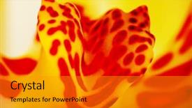  Presentation with tiger orchid close up petal - Beautiful presentation design featuring lobes - close up of orchid flower backdrop and a gold colored foreground