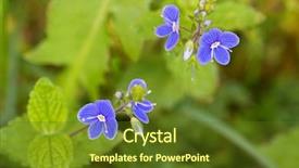  Presentation with blue flower - Amazing theme having lobes - closeup of germander speedwell veronica backdrop and a tawny brown colored foreground