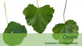  Presentation with fall leaves border white - Beautiful presentation design featuring lobes - colleage of coral bell hollyhock backdrop and a seafoam green colored foreground