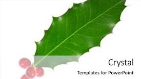 Presentation with holly - Cool new slide set with lobes - holly leaves and berries isolated backdrop and a white colored foreground